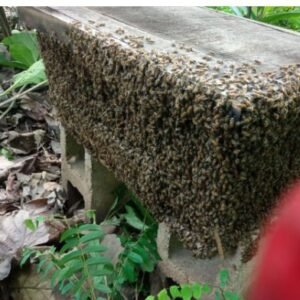 Beehive for Beekeeping