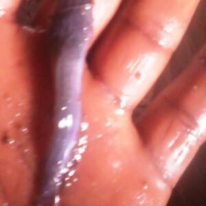 Catfish Fingerlings, Juveniles, Post Juveniles & Jumbo (Clarias spp | Heteroclarias spp)
