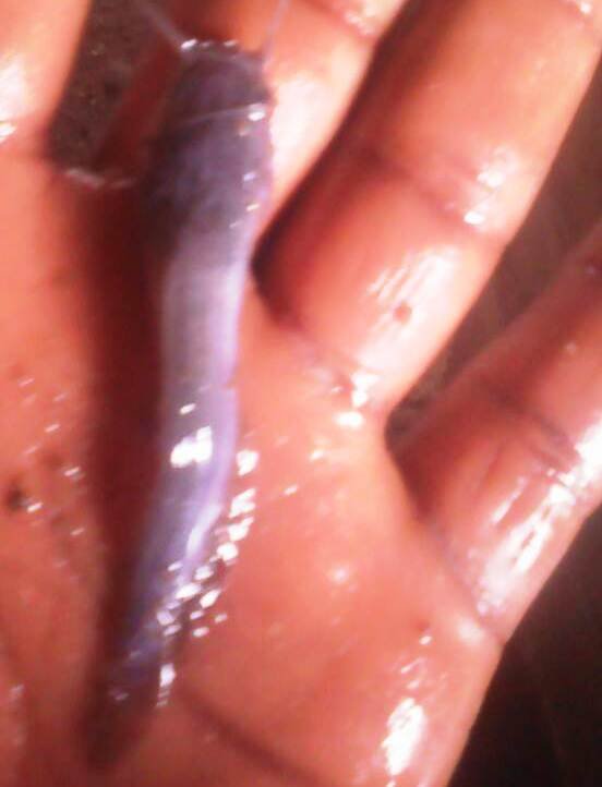 Catfish Fingerlings, Juveniles, Post Juveniles & Jumbo (Clarias spp | Heteroclarias spp)