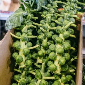XL Sprout Stalks