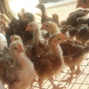 4-Week Noiler Chickens | Fast-Growing Dual-Purpose Birds |