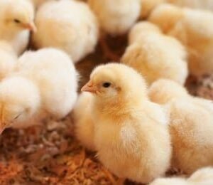 CHI Pullet | ISA Brown Pullets (Commercial Day-Old Chicks)