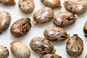 Castor Seed |500g| 1kg