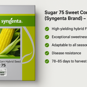 Sugar 75 Sweet Corn Seeds (Syngenta Brand) ? 500g