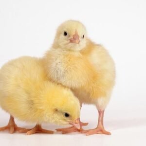 Day Old Yammfy Broilers (Commercial Arbor Acres)