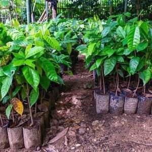 Giant Hybrid Cocoa Seedlings