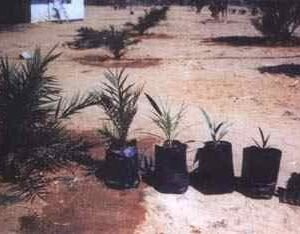 Hybrid Date Palm Seedling