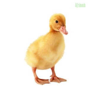 Day Old Ducklings (Local Breed | Exotic Breed)