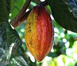 Giant Hybrid Cocoa Pod