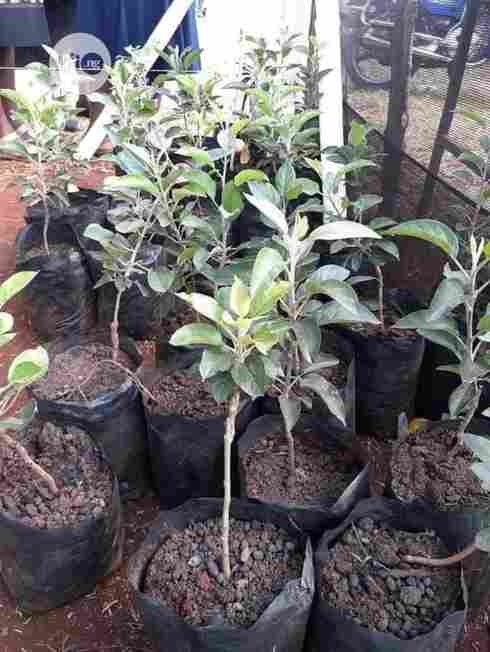 Grafted Hybrid Wambugu Apple Seedling