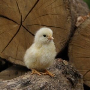 Commercial Day-Old NASTECH Broilers (Arbor Acres Plus)