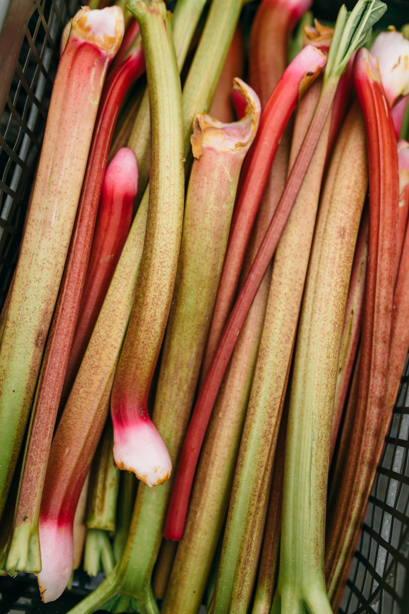 English Rhubharb