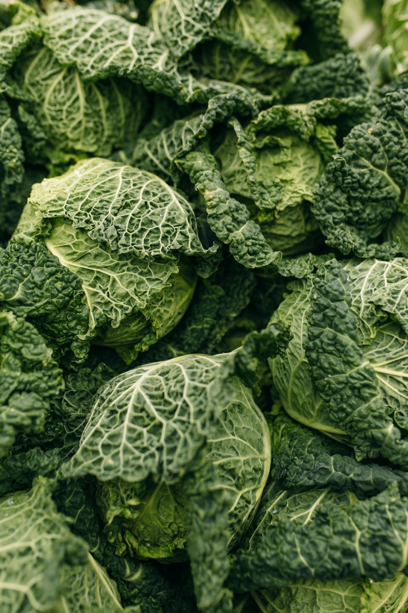 XL Savoy cabbage