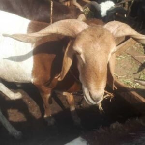 Uda Ram (Sheep)
