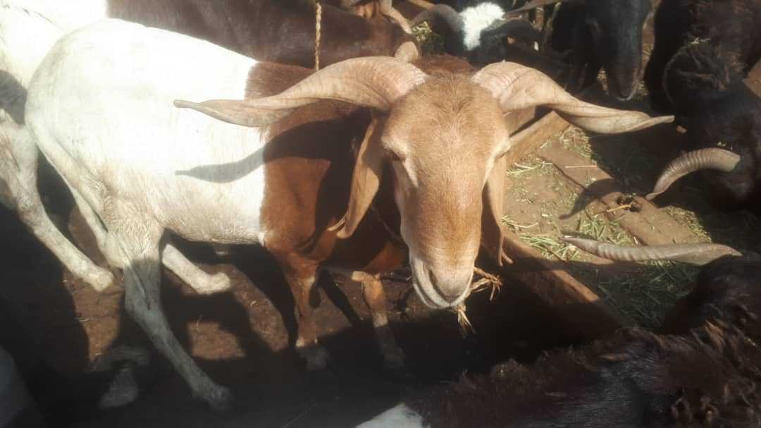 Uda Ram (Sheep)