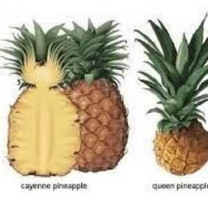 Hybrid Pineapple Suckers | Smooth Cayenne | Sugar loaf | Queen