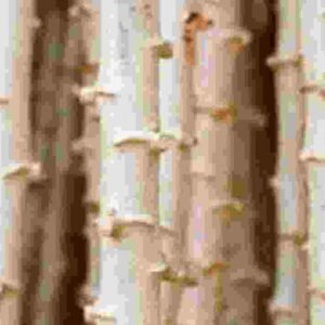 Hybrid Cassava Stems