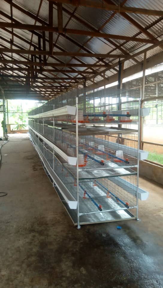 Locally Fabricated Battery Cages For Broilers ? Brooding Cage (3 Tiers | 300 Chicks | 84 Mature Birds)