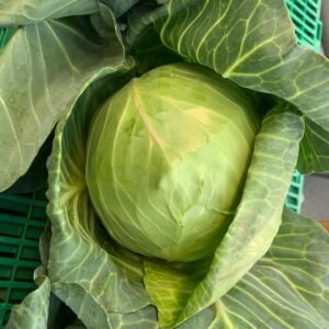 Summer Cabbage