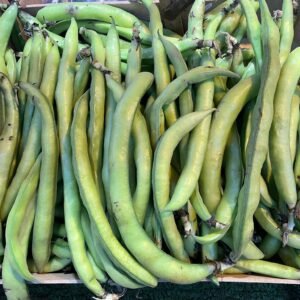 Broad Beans