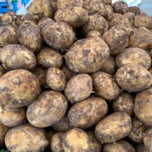 Shropshire wilja potatoes