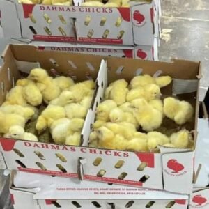 Dahmas Broilers (Abor Acre Plus)