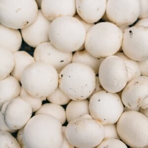 White button mushroom