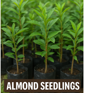 Almond Seedlings