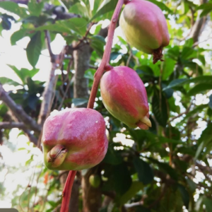 Bell apple seedling |Local Apple | native apple