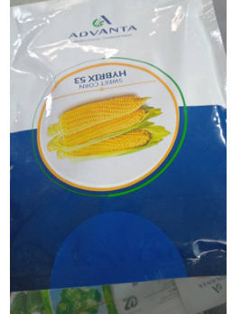 Avanta Sweet Corn Hybrix 53 | 250g