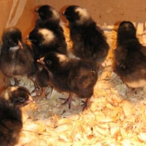 Day-Old Black Cockerels Chicks