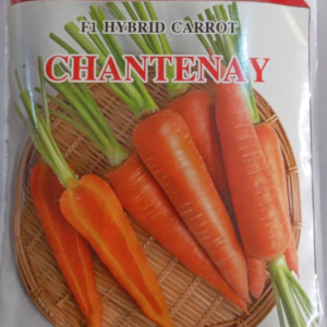 Chantenay Carrot Seed /100g