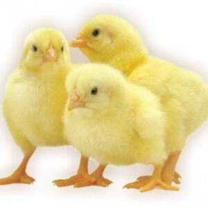 Day-Old FIDAN Broilers (Arbor Acres Plus)