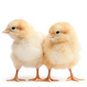 Commercial Day Old Pullet ? ISA Brown (Farm Support Brand | Pre-Order)
