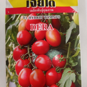 Dera Tomato Seed ? High Yield Hybrid /5g