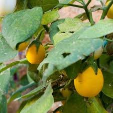 Golden Egg F1 | NEXEEDS | EGG PLANT