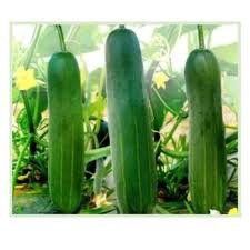 African Giant F1 Hybrid Cucumber Seed (CU999)