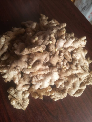 Ginger Seedlings (Rhizome Cuttings) -5kg Per Bag