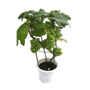 Grape Seedlings | Sweet | Shaddock