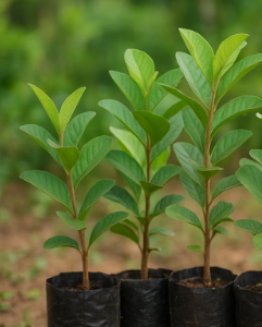 Jumbo Guava Seedlings