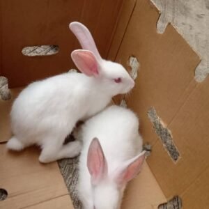 Commercial Hyla Rabbits (Broiler Rabbit Breed | 3 Females + 2 Males)