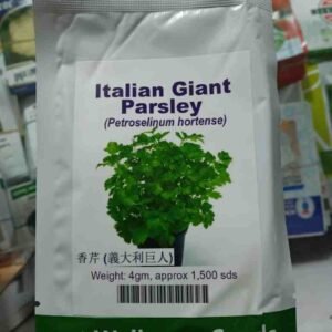 Italian Giant Parsley | Hybrid| 4g (1500 seeds)