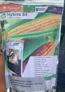 Hybrix 53 Sweet Corn: High quality yield