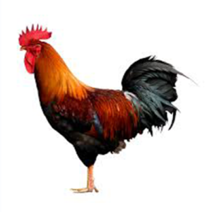 Local Chicken