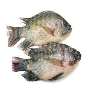 Tilapia Fish
