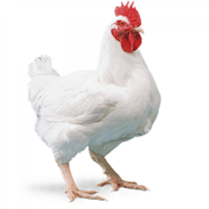 Agric Chicken