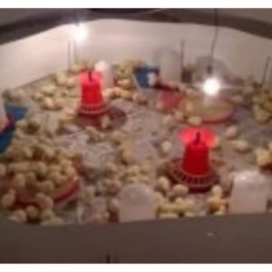 Chick Brooder Guard | 100 ? 200 Capacity