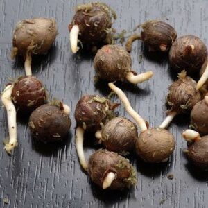 Hybrid Supergene Sprouted Seeds (Oil Palm Nuts | Pack of 500)