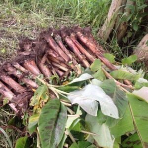 Buy High-Quality Plantain Suckers l Allschoolabs Farms | Elephant Giant/ Cameroonian Plantain