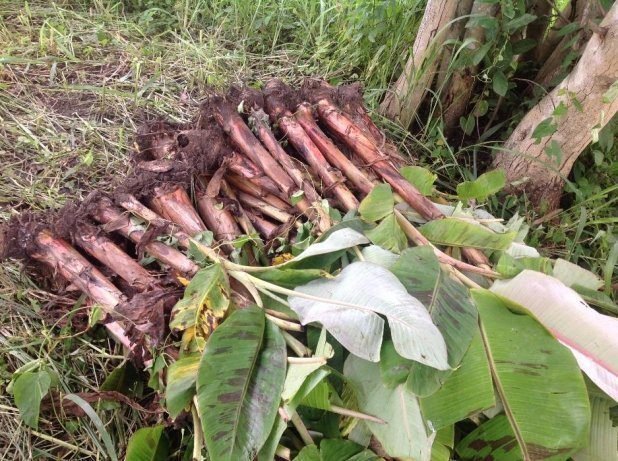 Buy High-Quality Plantain Suckers l Allschoolabs Farms | Elephant Giant/ Cameroonian Plantain